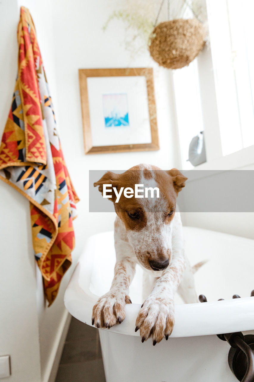 Cute mutt puppy tries to escape white claw foot tub in white bathroom