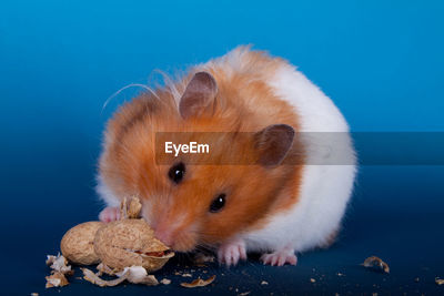 Hamster eating peanut hot sale