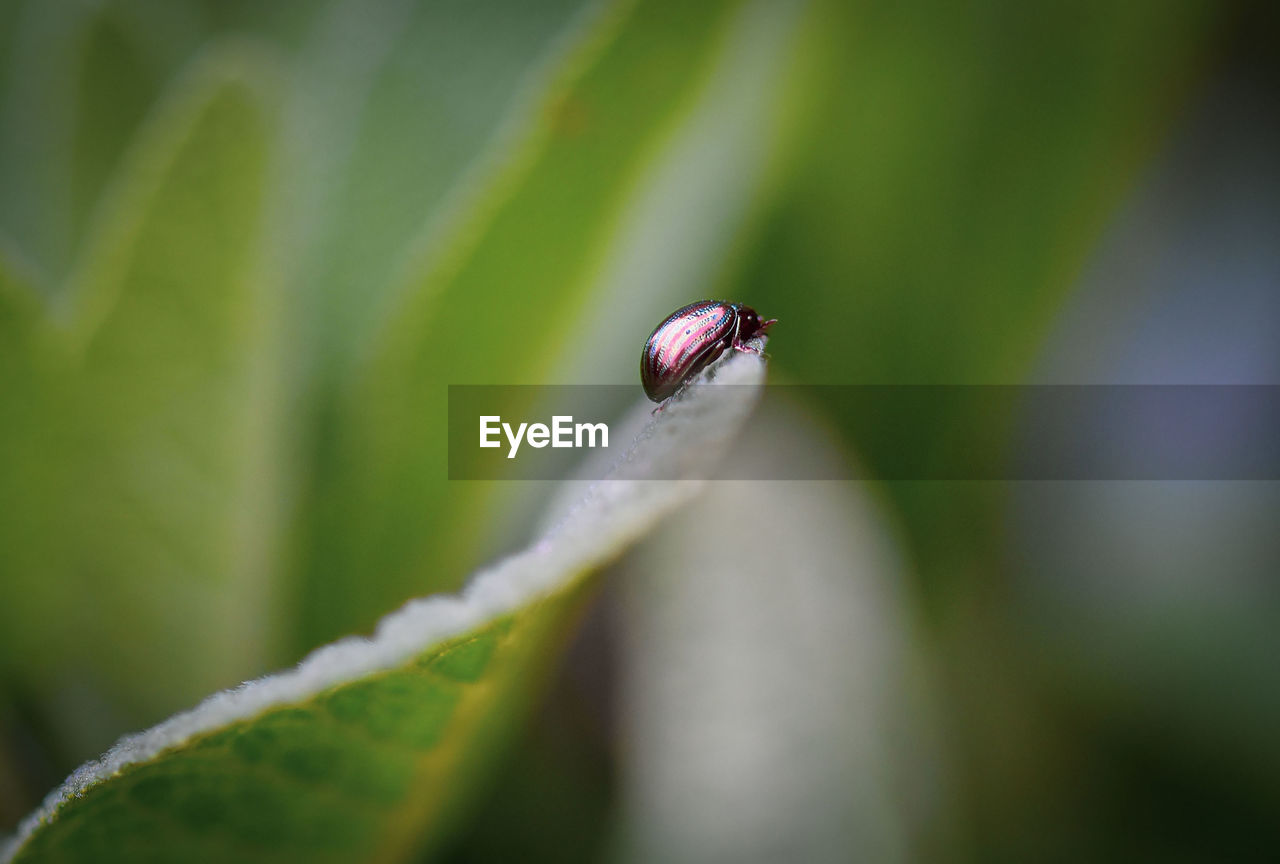 CLOSE-UP OF INSECT ON GREEN LEAF