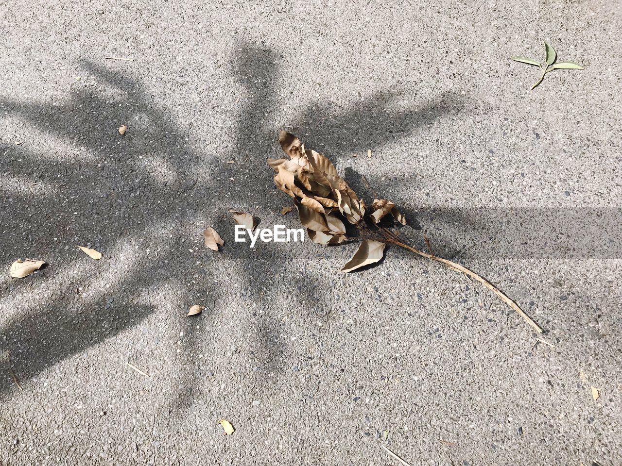 HIGH ANGLE VIEW OF LIZARD ON SAND