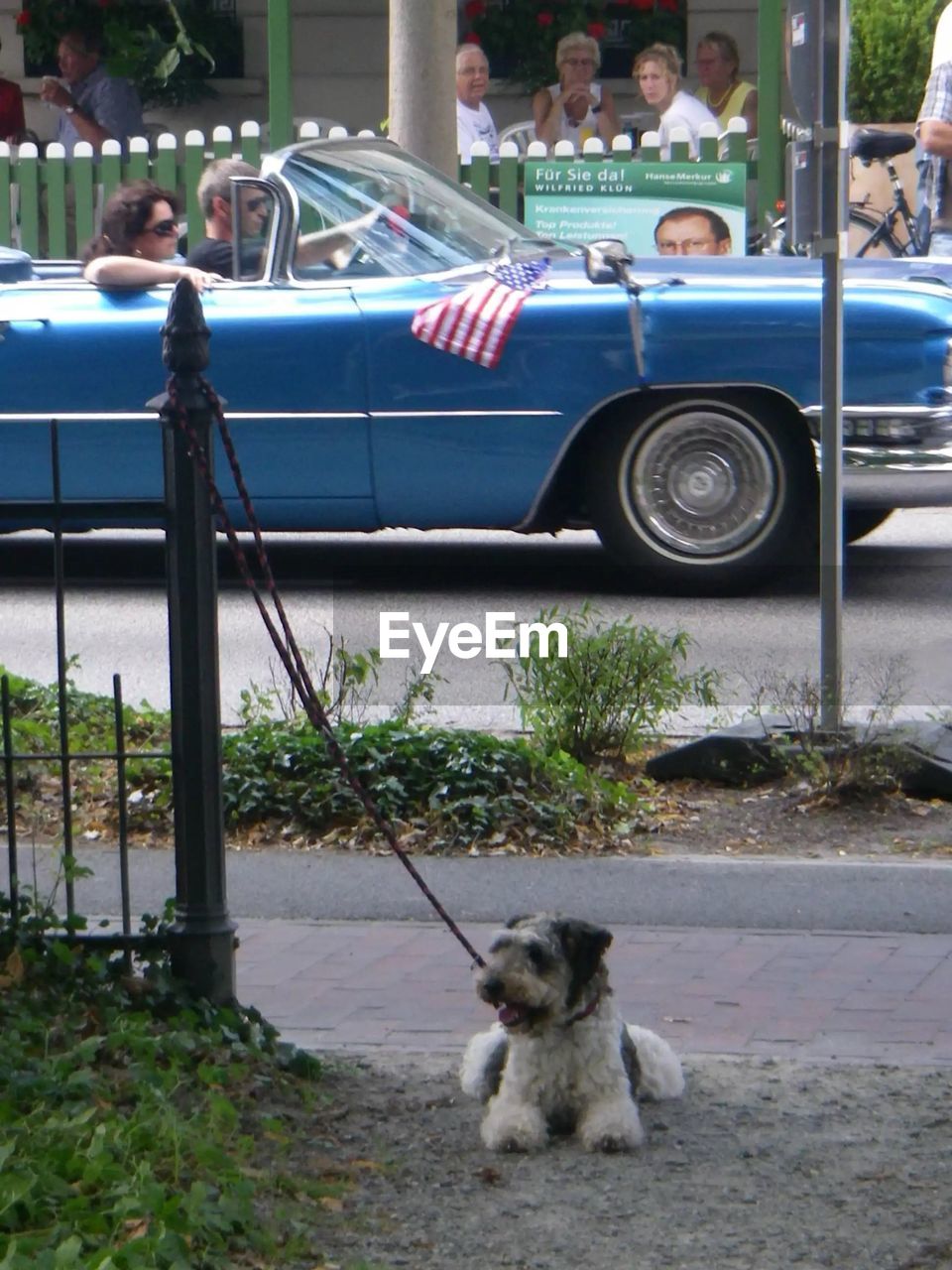 PORTRAIT OF DOG SITTING ON VEHICLE