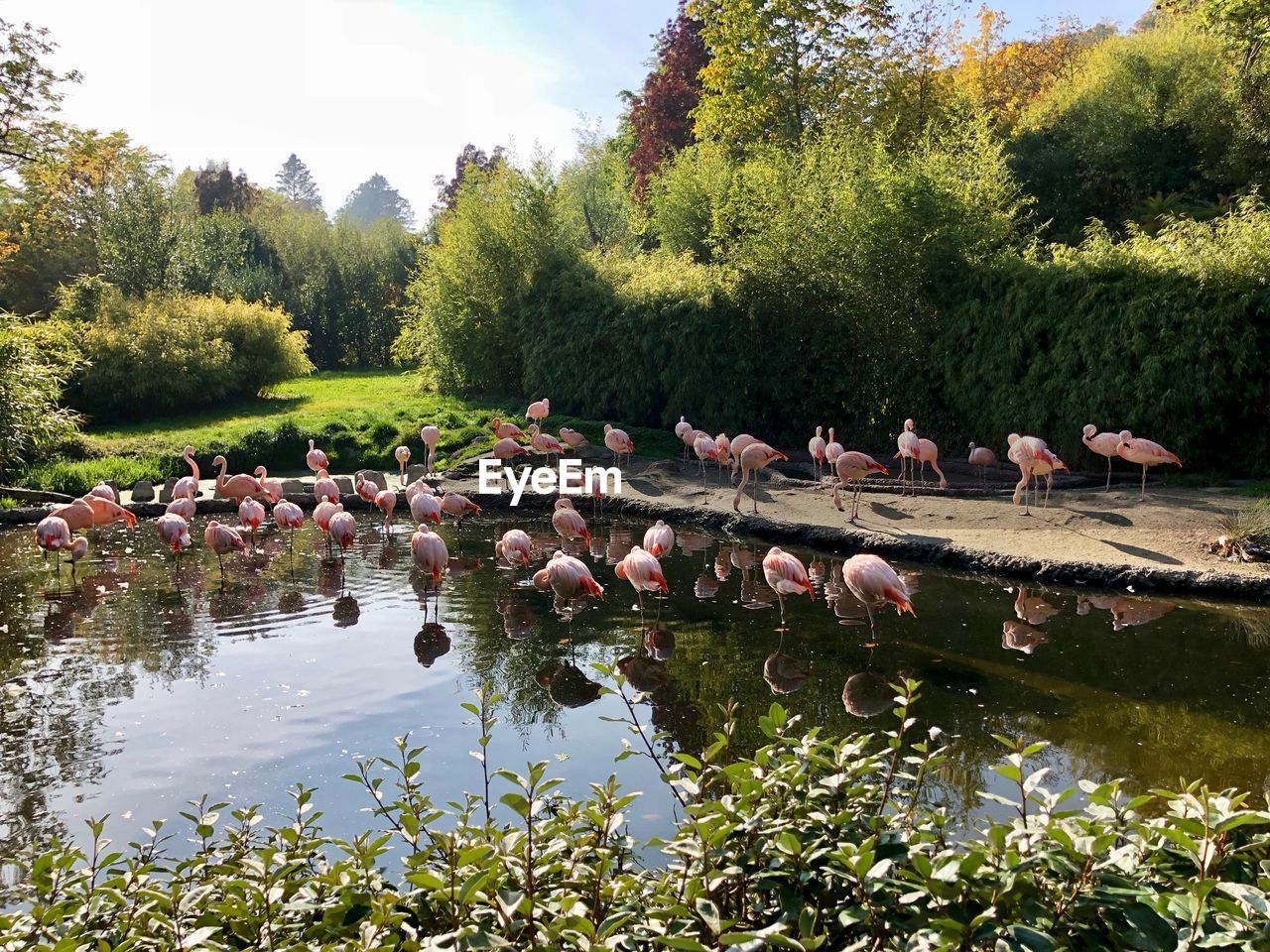 BIRDS IN LAKE