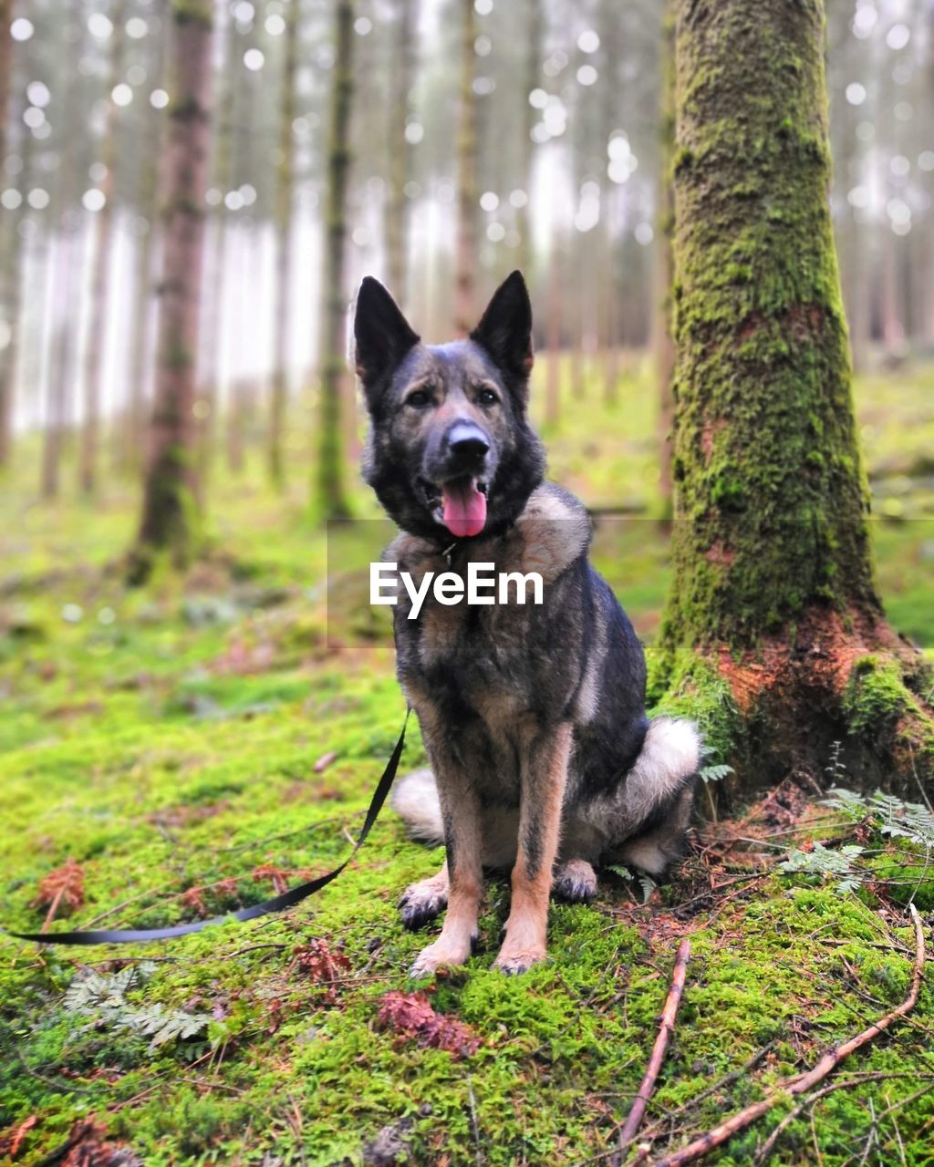 PORTRAIT OF A DOG IN FOREST