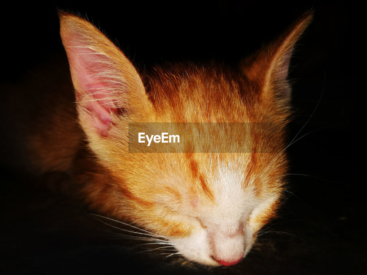 CLOSE-UP OF A CAT WITH EYES