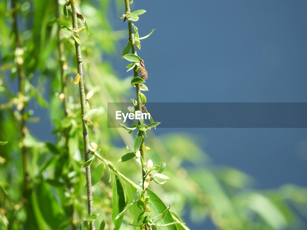 CLOSE-UP OF GREEN PLANT