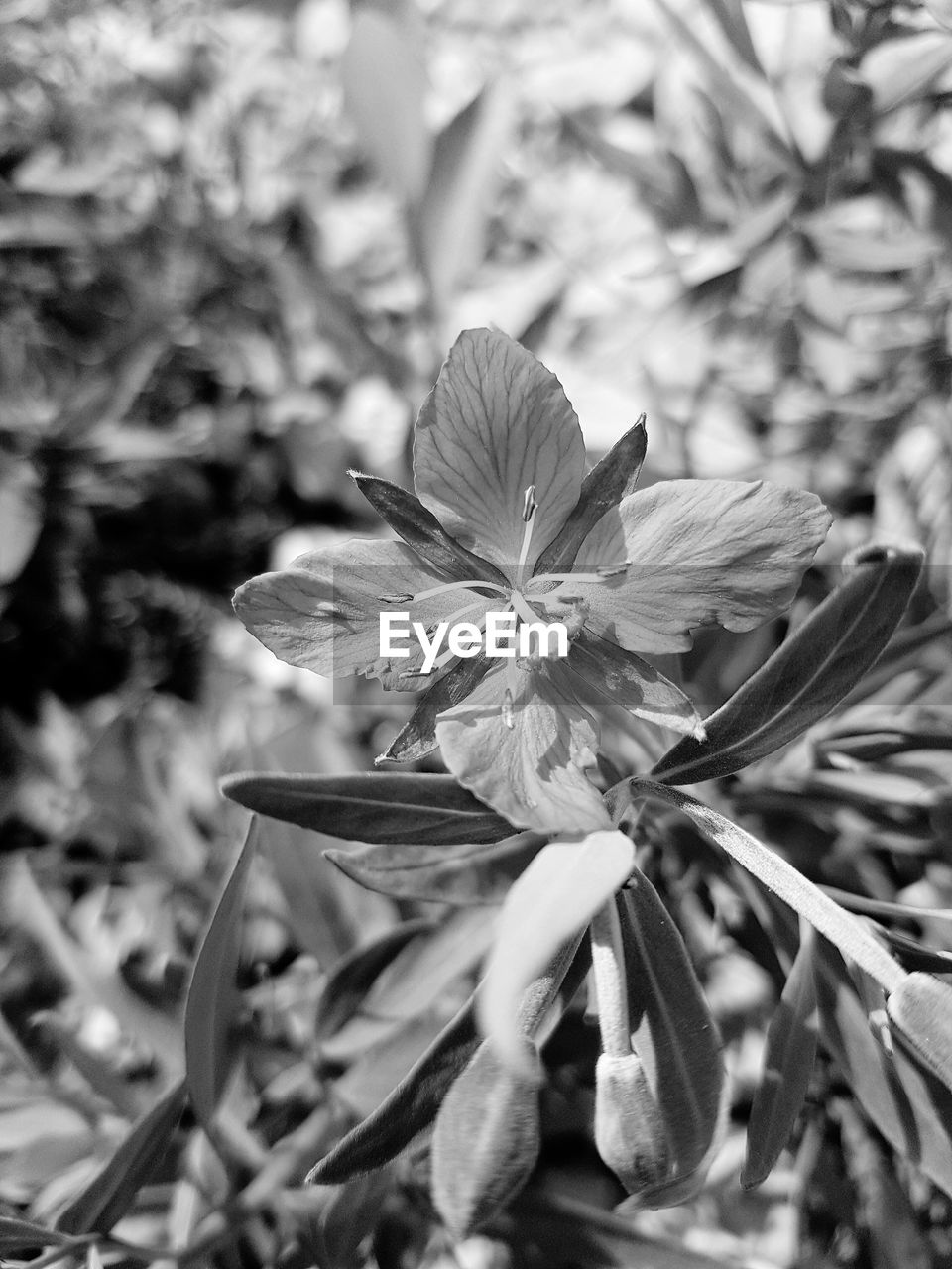 CLOSE-UP OF FLOWER