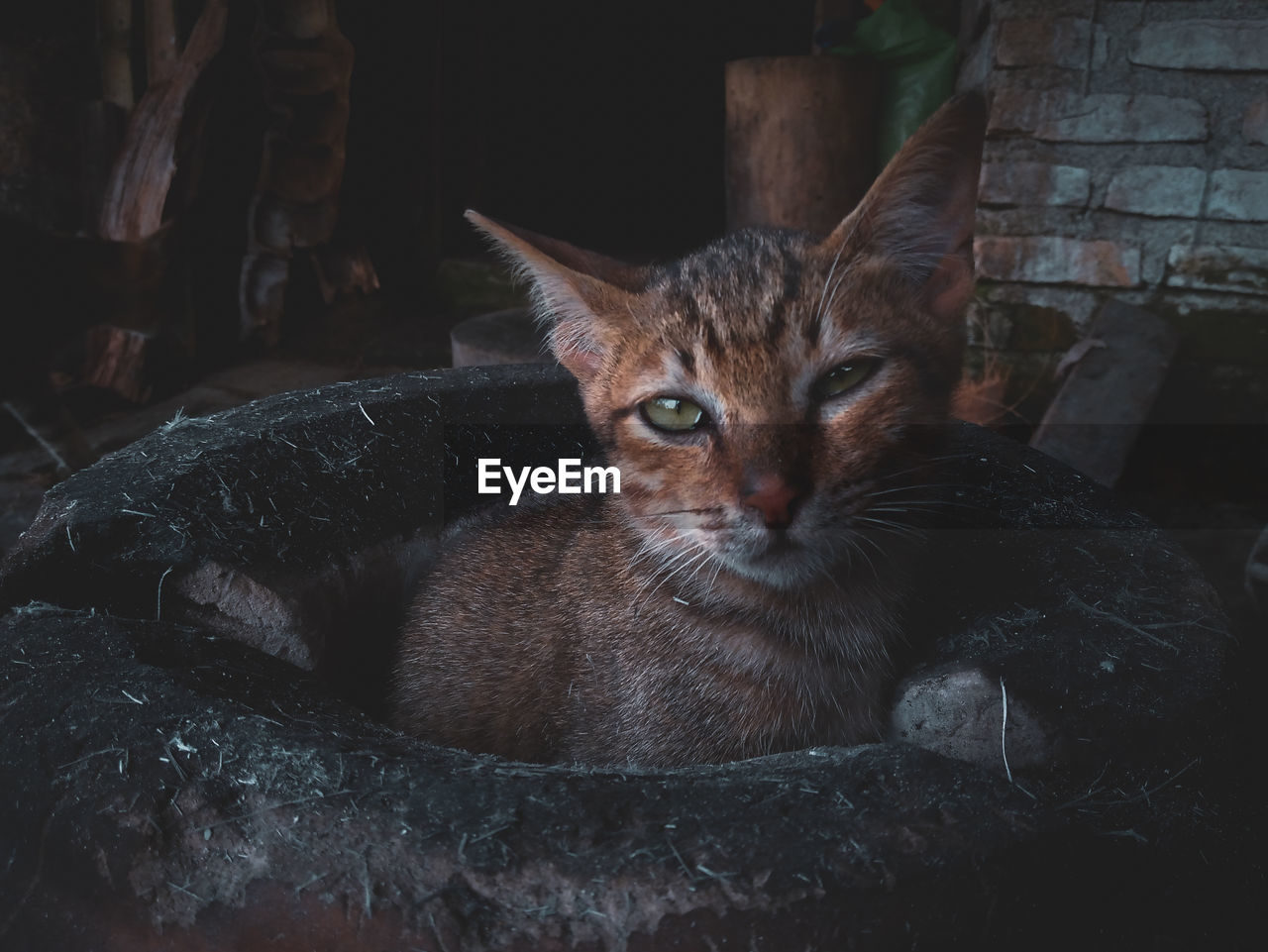 CLOSE-UP PORTRAIT OF CAT WITH EYES CLOSED