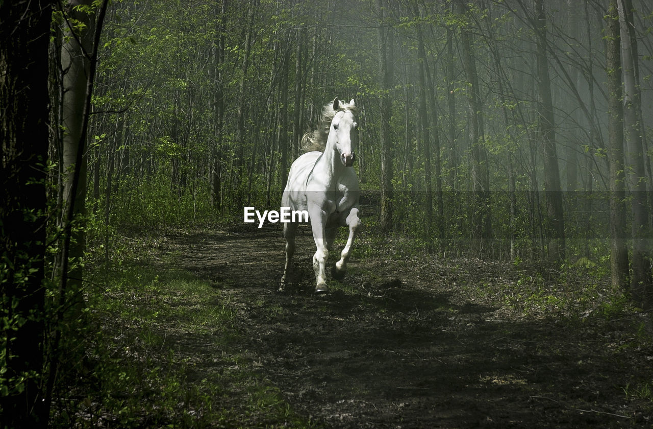 White horse running amidst trees on field