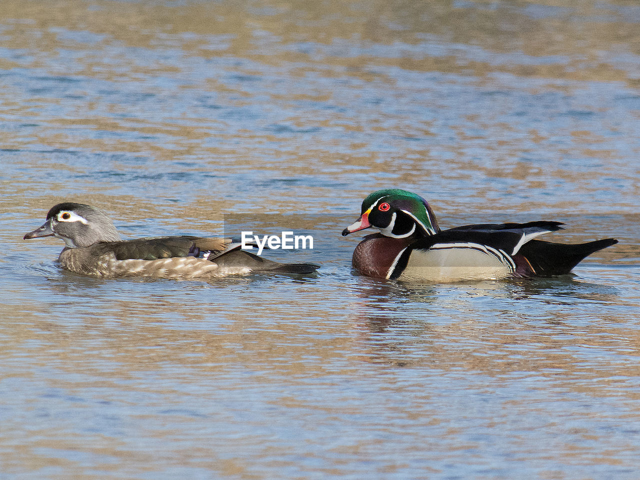 MALLARD DUCK SWIMMING IN LAKE