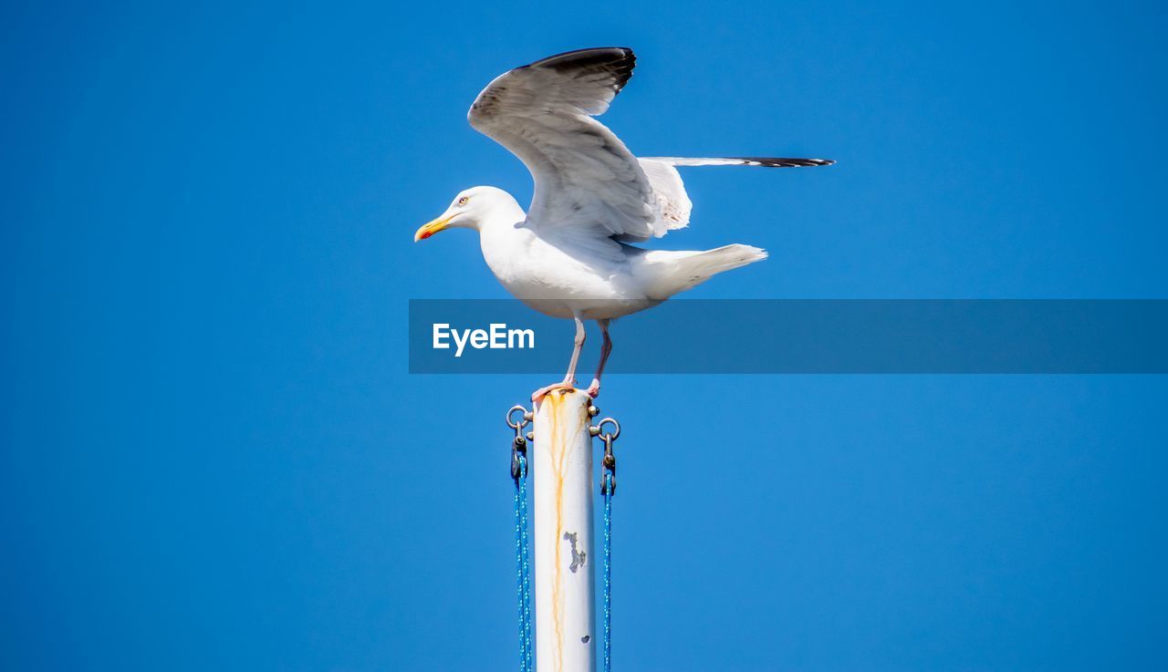 Low angle view of seagull perching on wooden post against clear blue sky