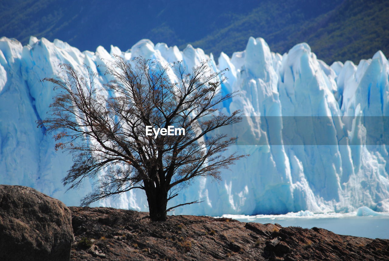 Tree in the perito moreno glacier