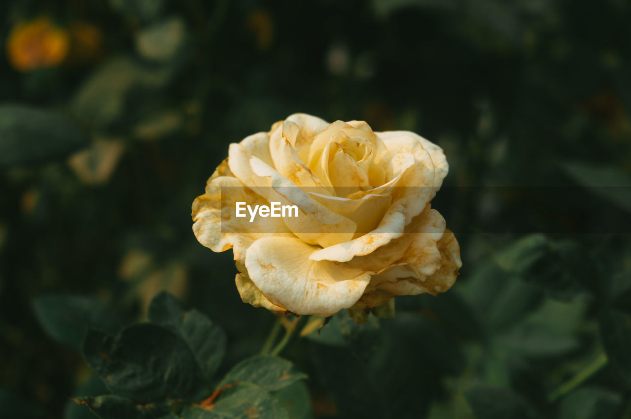 Yellow rose on pale and soft pastel green leaves background. side view. love valentine day holiday 