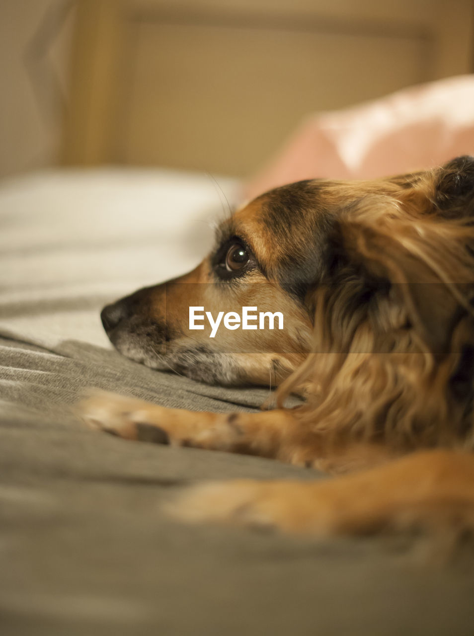 Medium-size dog looking up sadly from her resting place