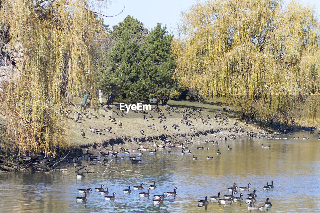 BIRDS BY LAKE AGAINST TREES