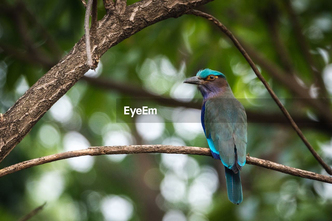 BIRD PERCHING ON A PLANT