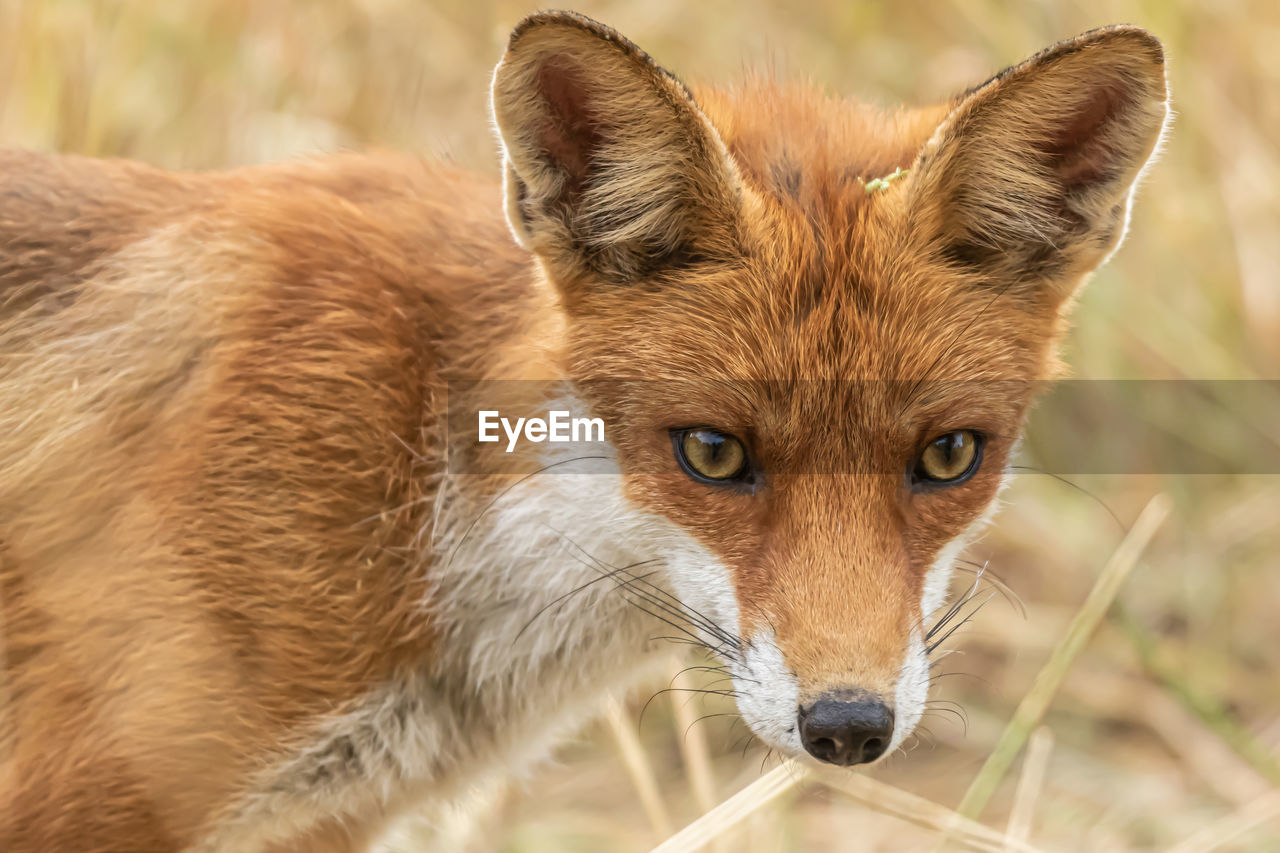 Red fox, vulpes vulpes. orange fur coat animal. fox in nature. wildlife scene. habitat europe, asia