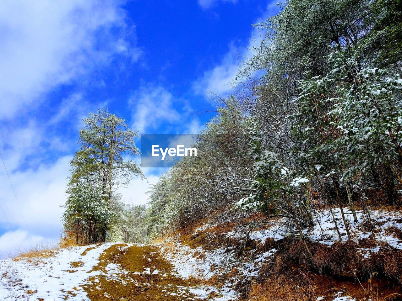 LOW ANGLE VIEW OF SNOW COVERED TREES AGAINST SKY