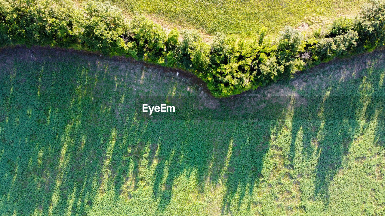 Aerial view of trees in a row with their shadows on the meadow in appennini mountains 