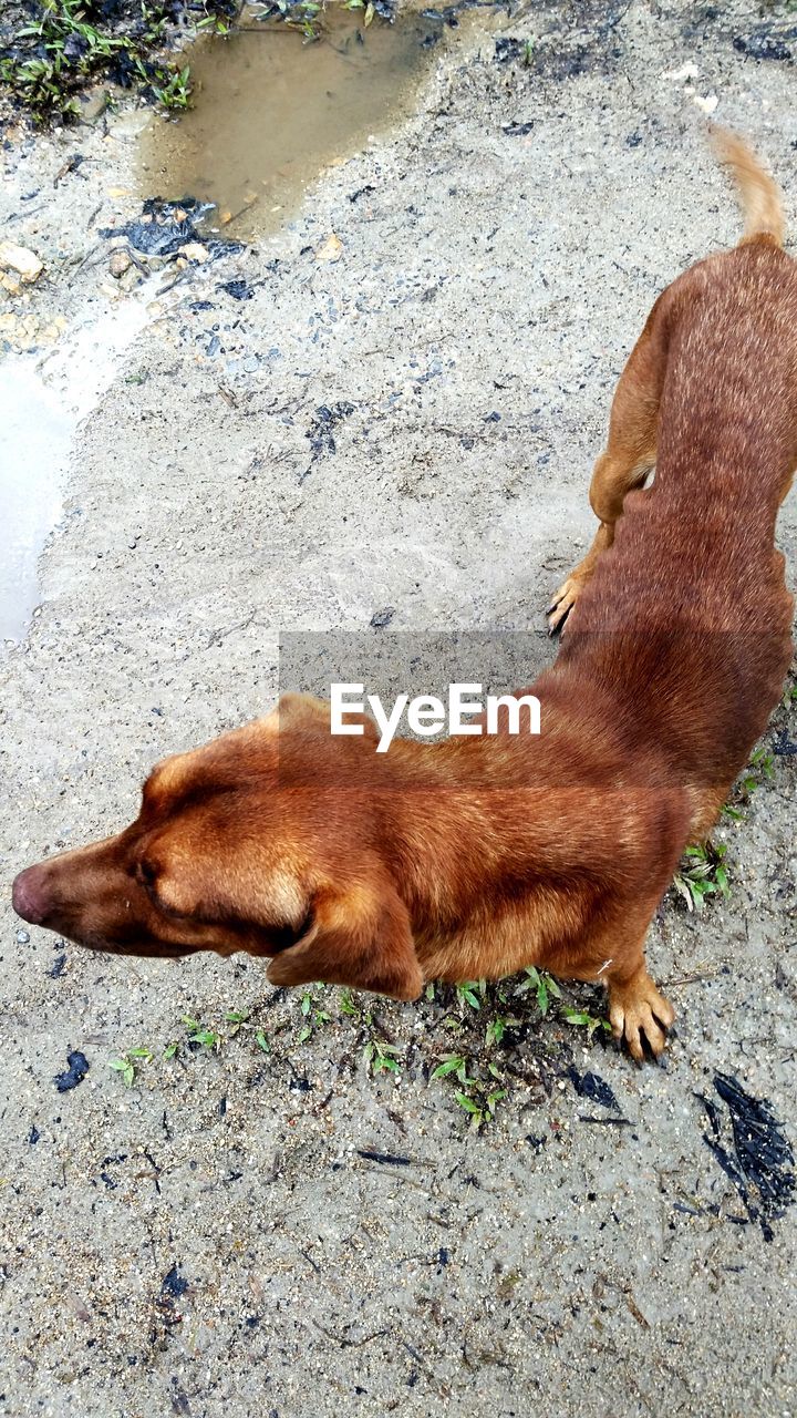 HIGH ANGLE VIEW OF DOG WITH MOUTH OPEN