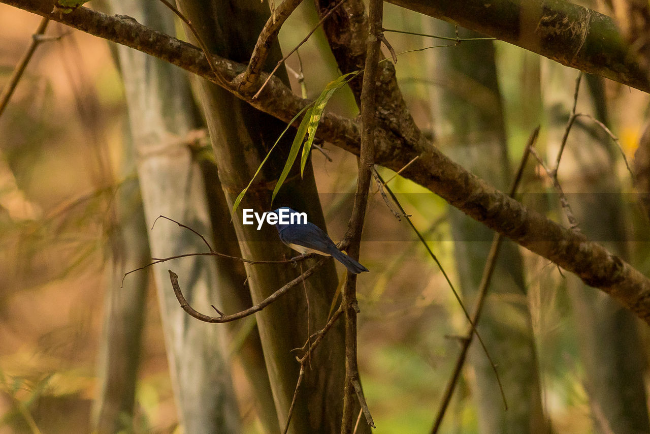 CLOSE-UP OF BIRD PERCHING ON A TREE