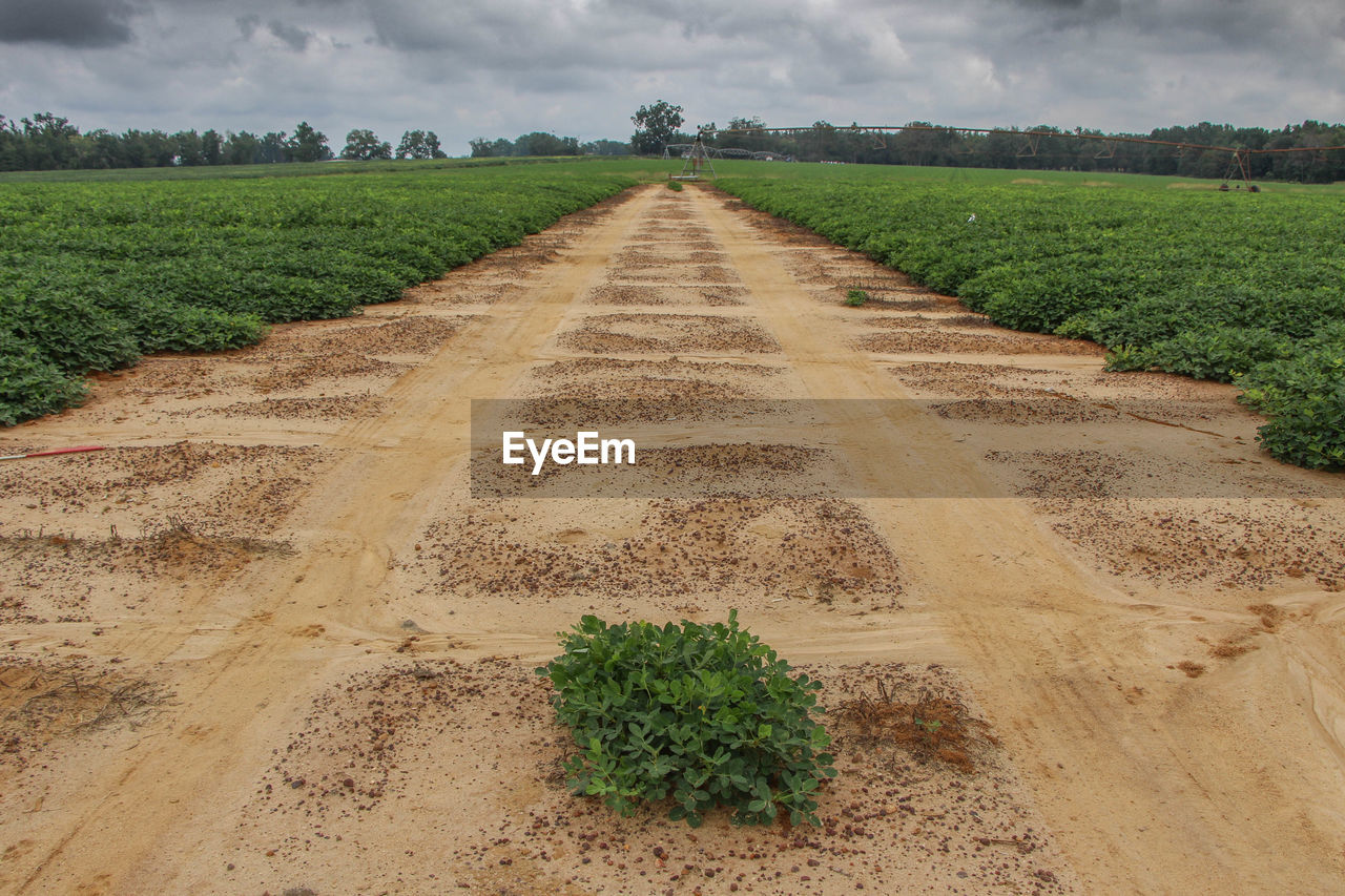 SCENIC VIEW OF FIELD AGAINST CLOUDY SKY