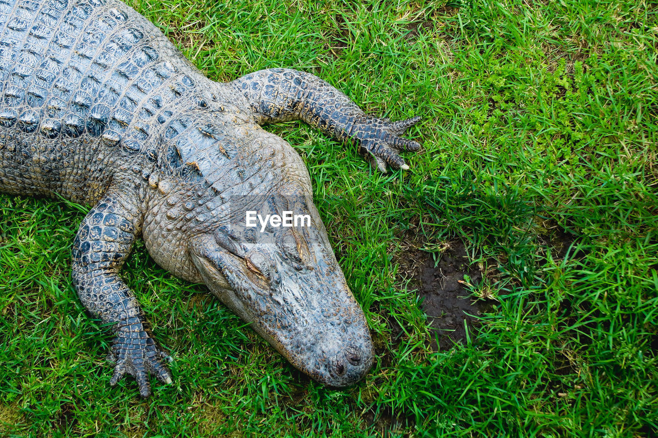 Close-up of crocodile on grassy field