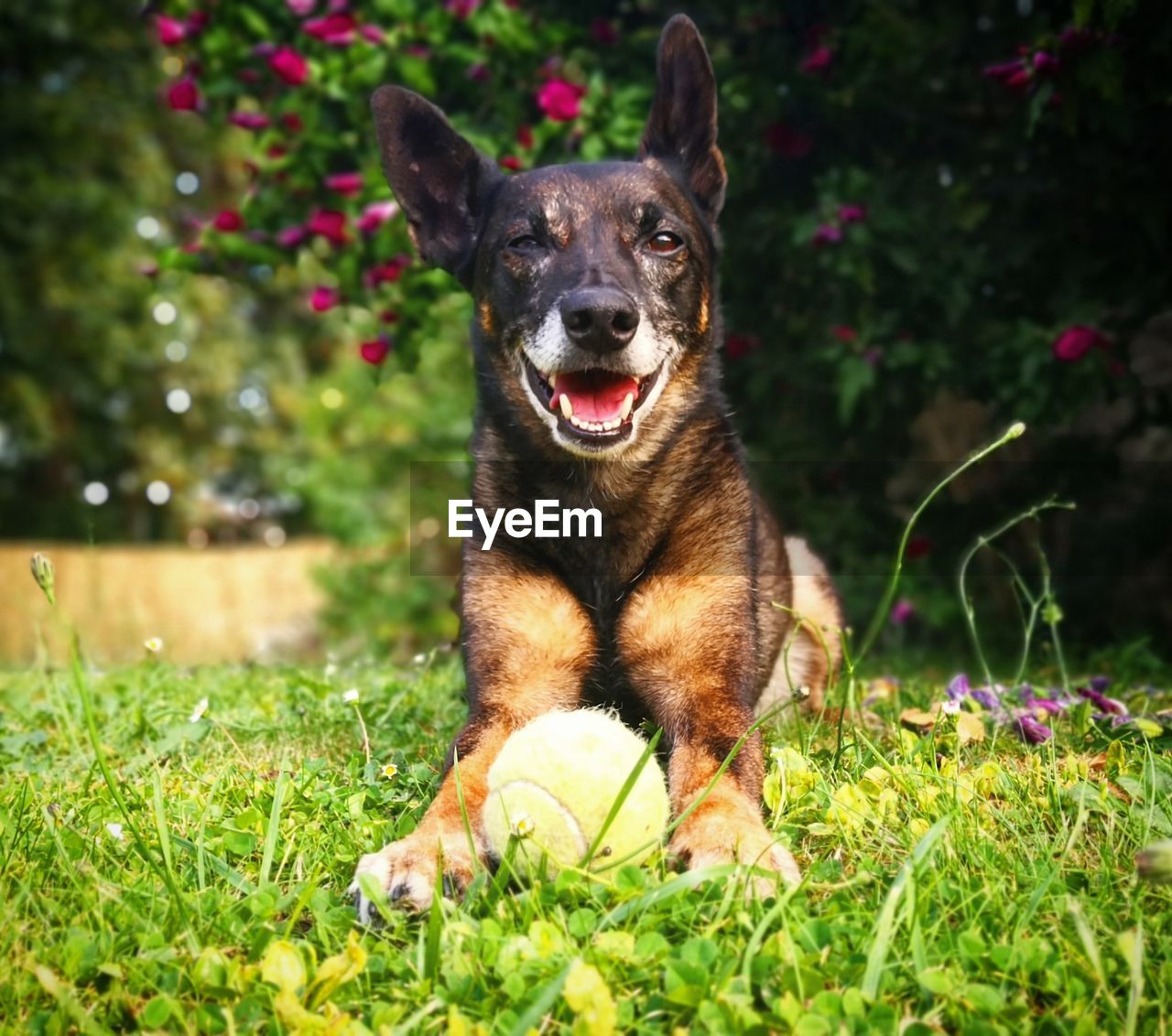 PORTRAIT OF DOG SITTING ON LAND