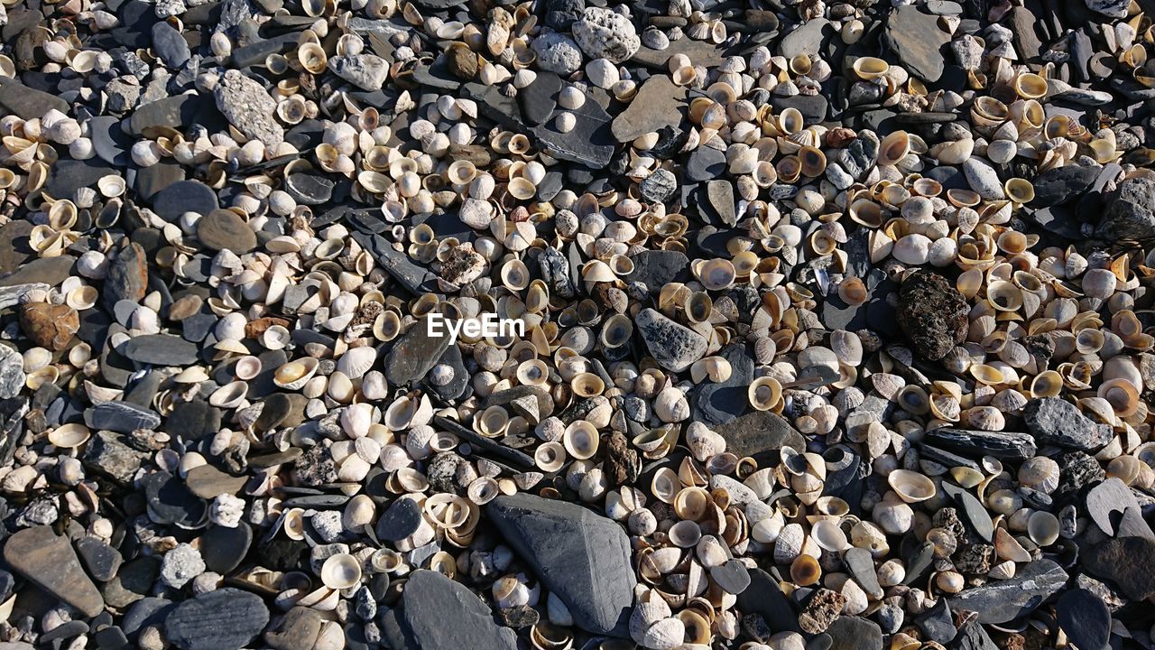 Shells on a beach in cornwall