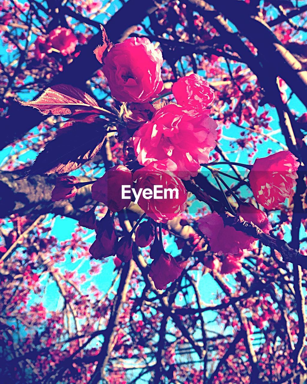 LOW ANGLE VIEW OF PINK FLOWERS ON TREE