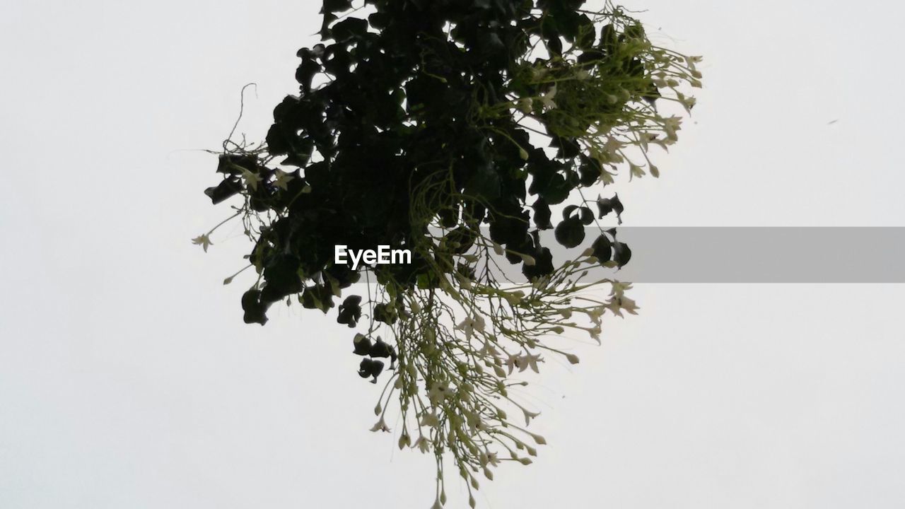 LOW ANGLE VIEW OF PLANT OVER WHITE BACKGROUND