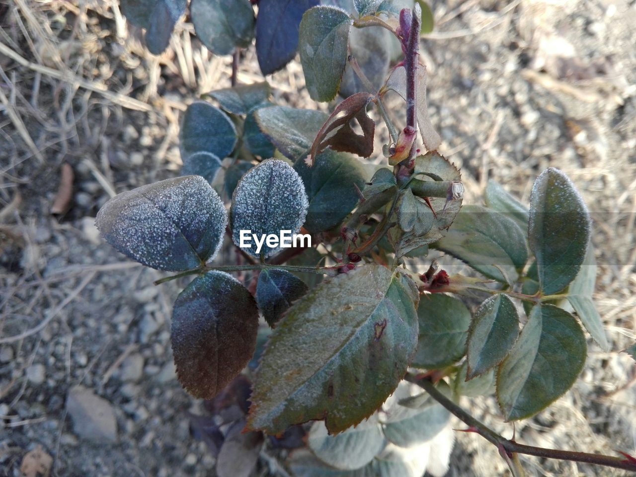 CLOSE-UP OF LEAF