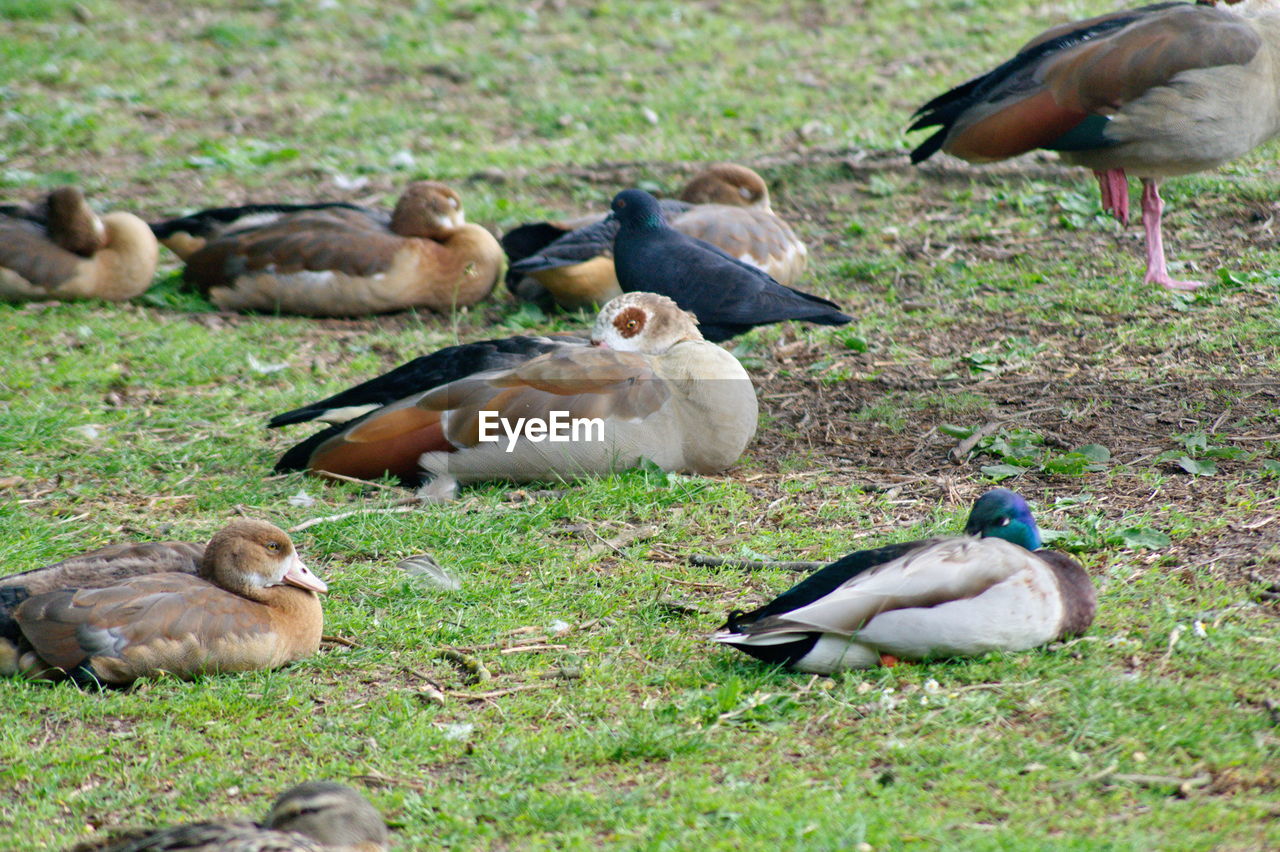 DUCKS ON GROUND