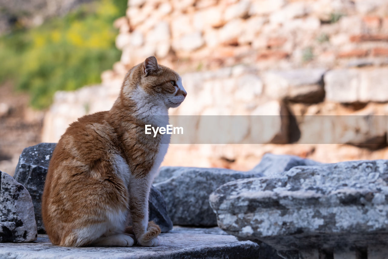 CAT SITTING ON ROCK