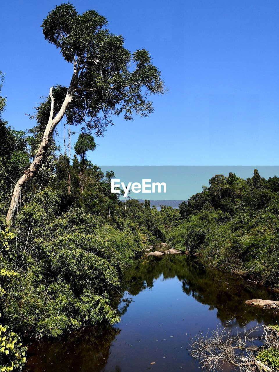 Scenic view of forest against clear blue sky