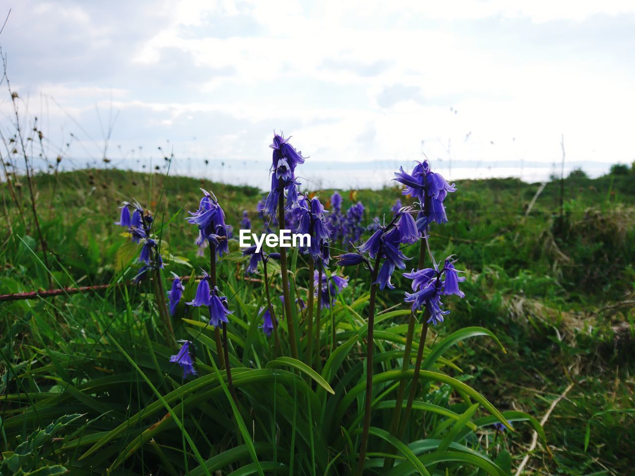 CLOSE-UP OF PURPLE CROCUS FLOWERS BLOOMING IN FIELD