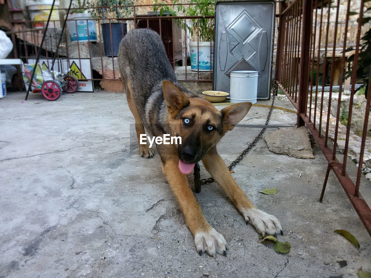 Portrait of dog stretching in back yard