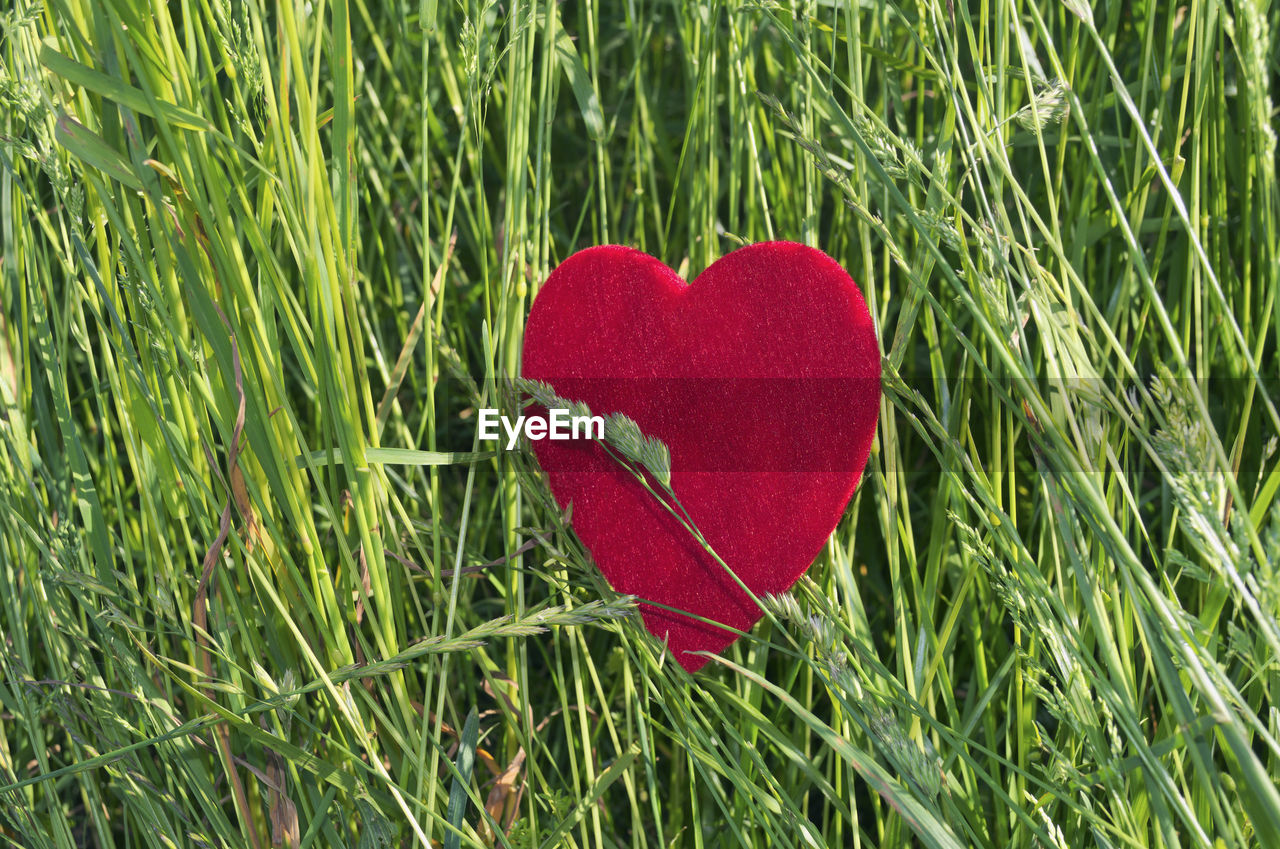 CLOSE-UP OF RED HEART SHAPE MADE OF FRESH GREEN FIELD