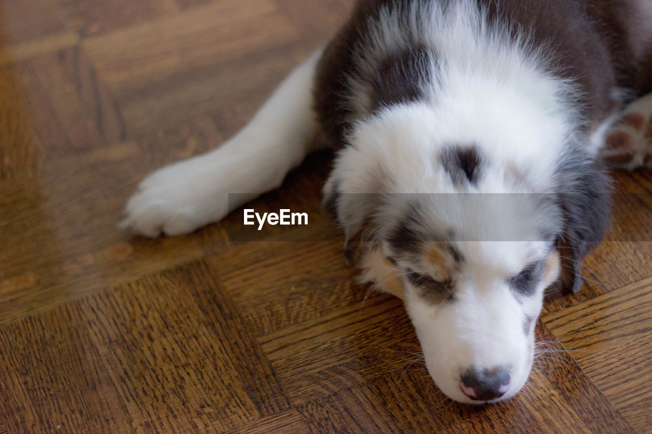 Close-up of dog relaxing on hardwood floor