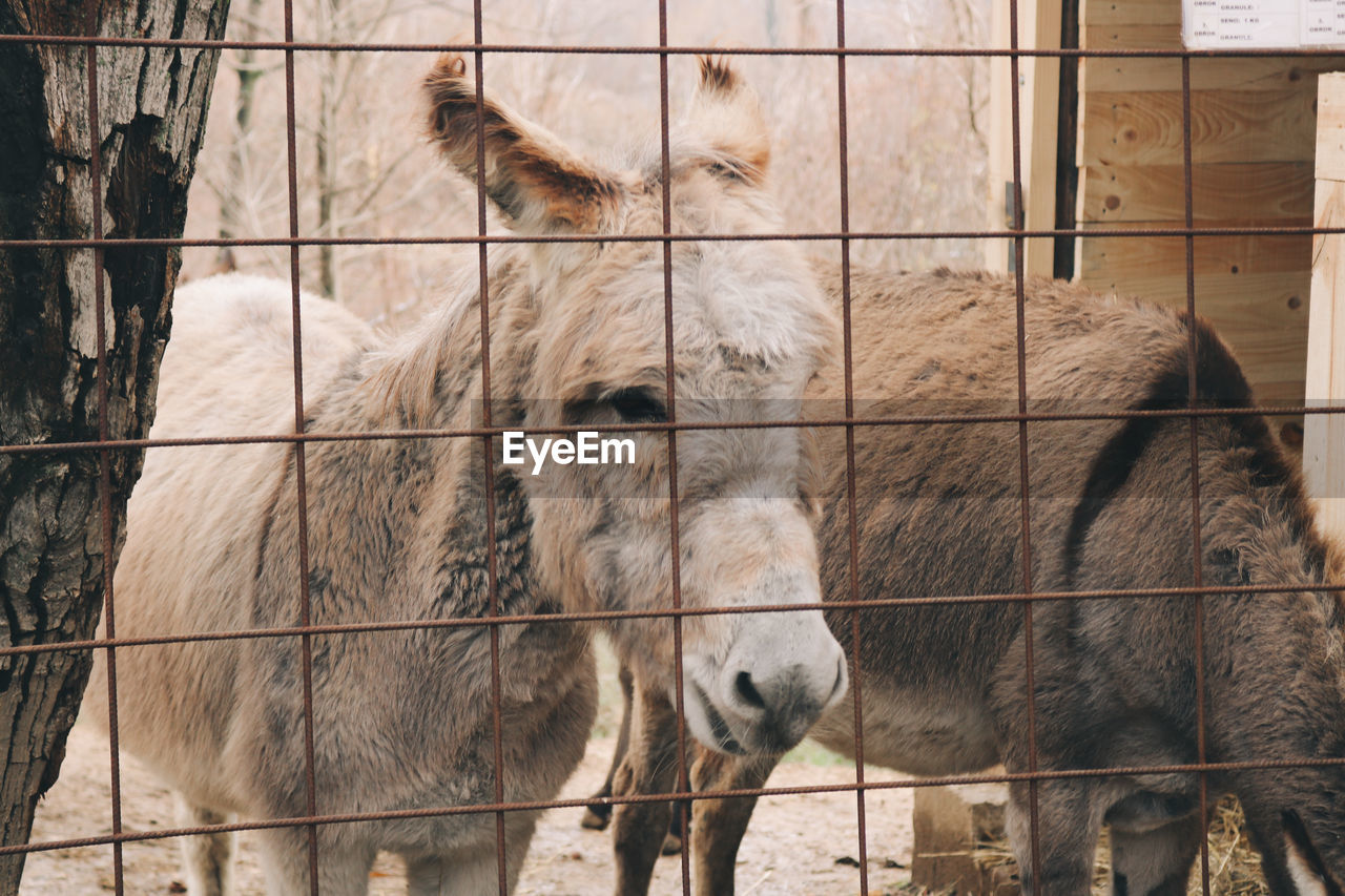 View of two donkeys in zoo