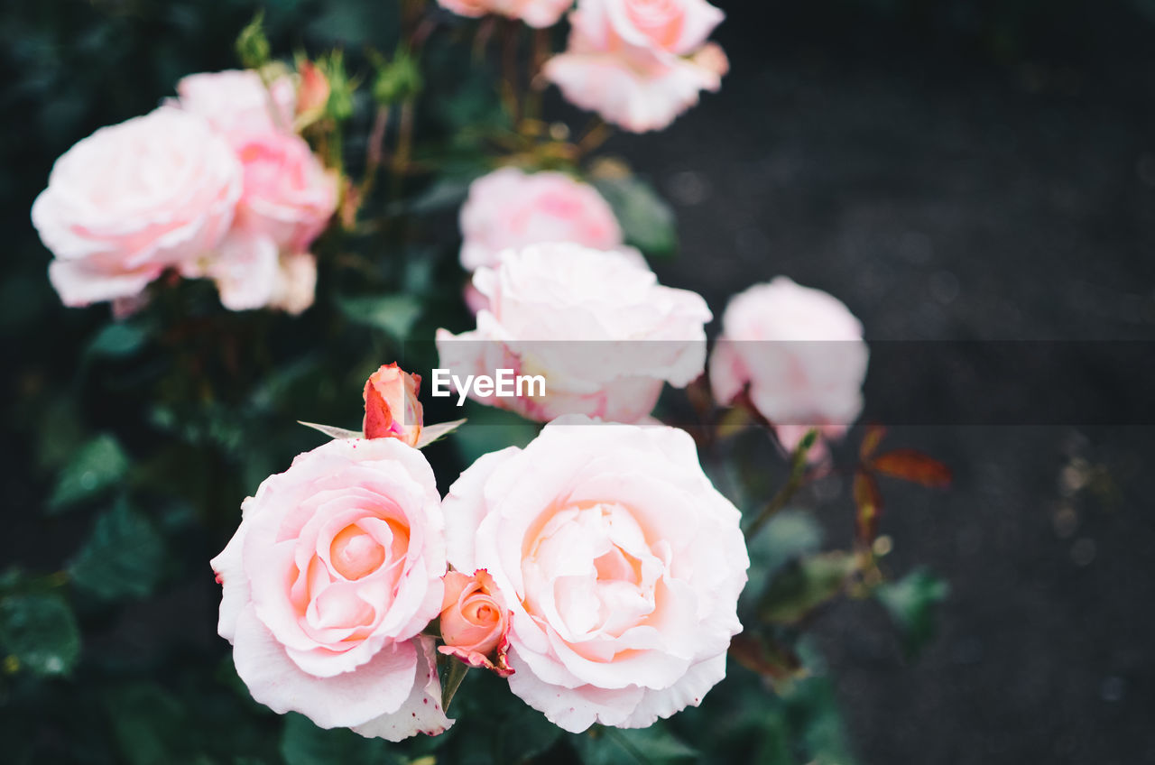 Close-up of pink roses blooming outdoors