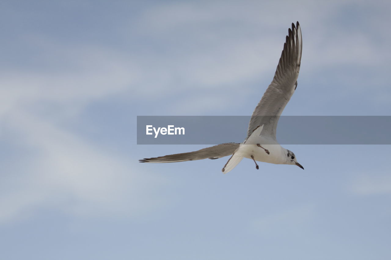 Low angle view of seagull flying in sky