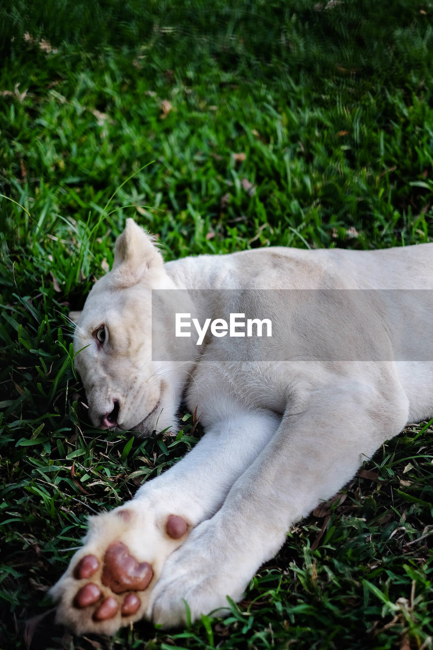 View of a lioness lying on grass