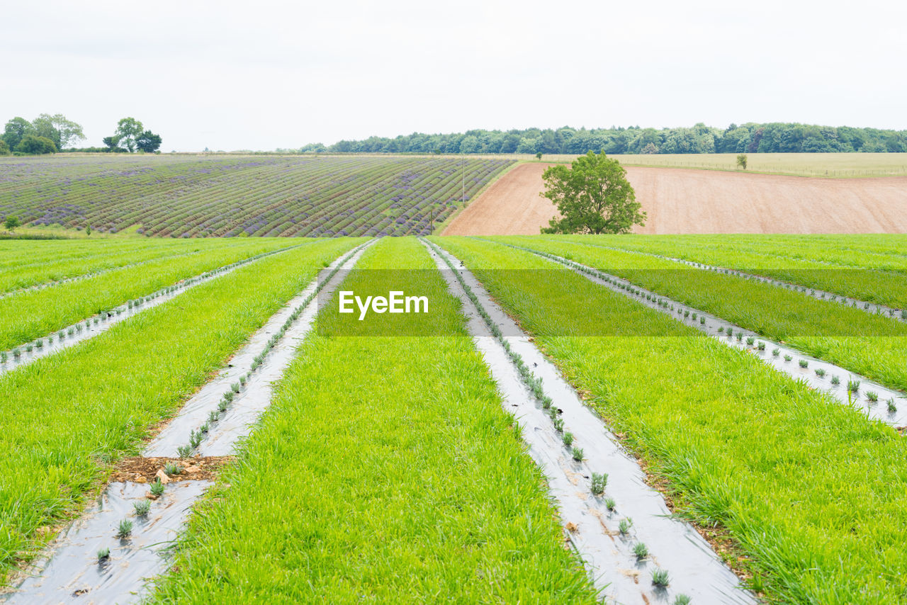 SCENIC VIEW OF FARM