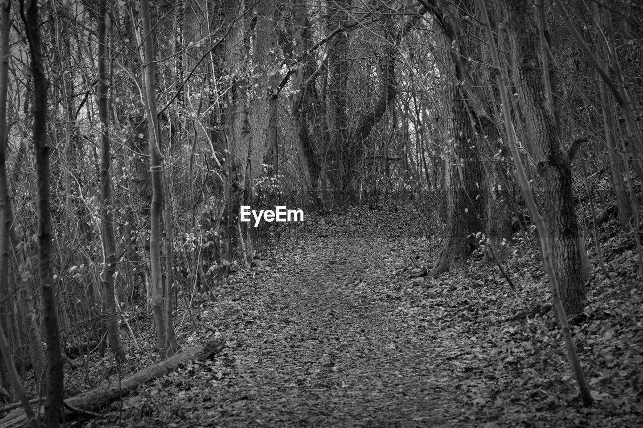 Footpath amidst trees in forest