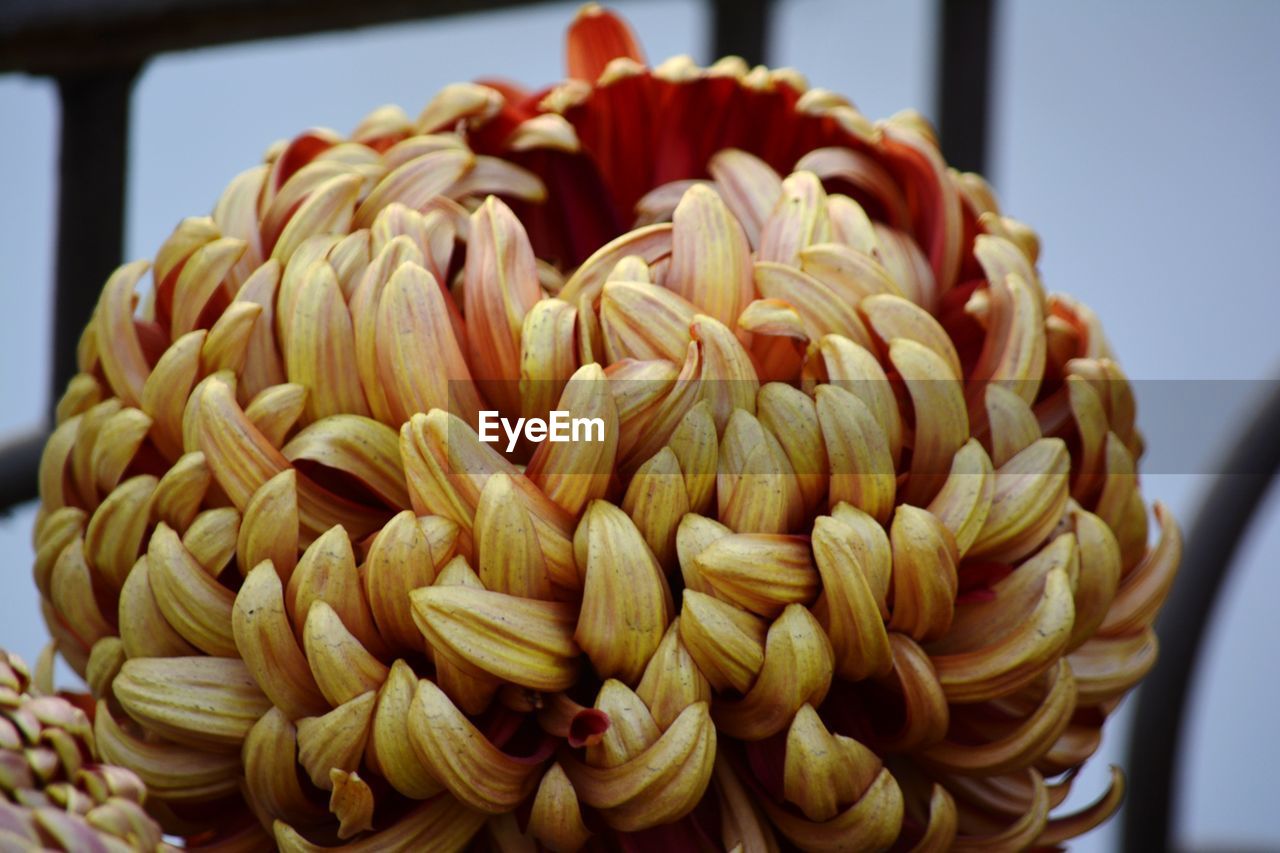 CLOSE-UP OF FLOWERS IN CONTAINER