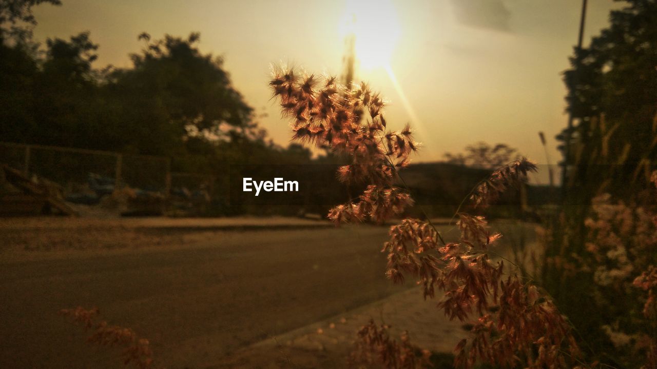 PLANTS GROWING ON LAND AGAINST SKY DURING SUNSET
