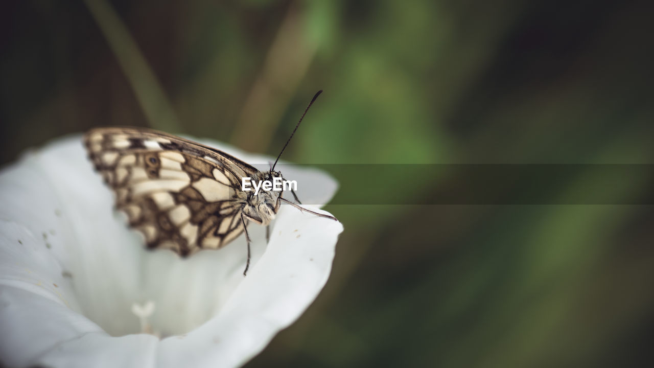 Close-up of butterfly