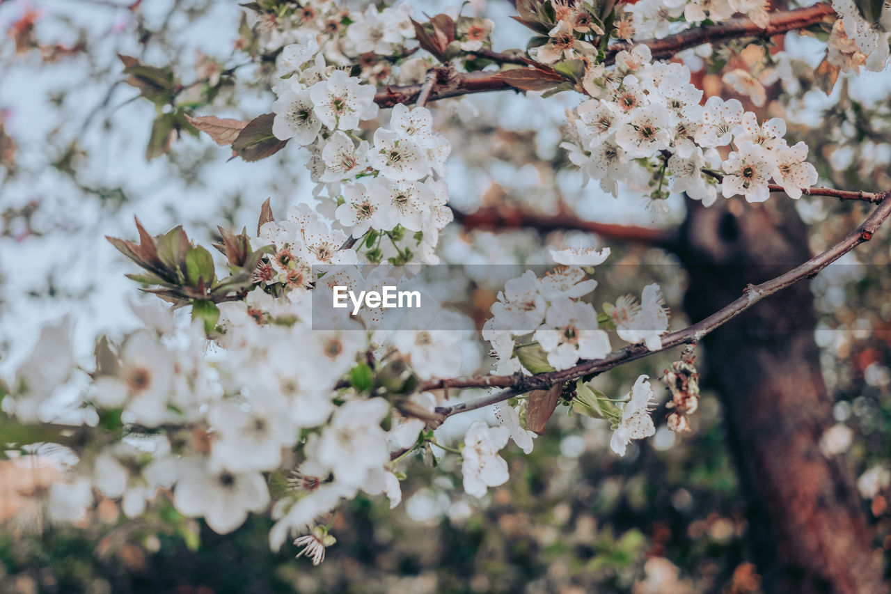 plant, tree, flower, blossom, flowering plant, beauty in nature, fragility, growth, springtime, freshness, nature, branch, spring, cherry blossom, produce, day, no people, white, food, close-up, focus on foreground, outdoors, botany, twig, cherry tree, inflorescence, flower head, pink, fruit tree, petal, almond tree, selective focus, tranquility, fruit