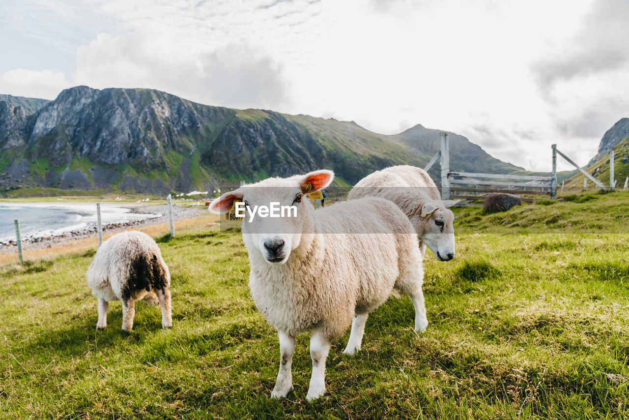 SHEEP IN FARM