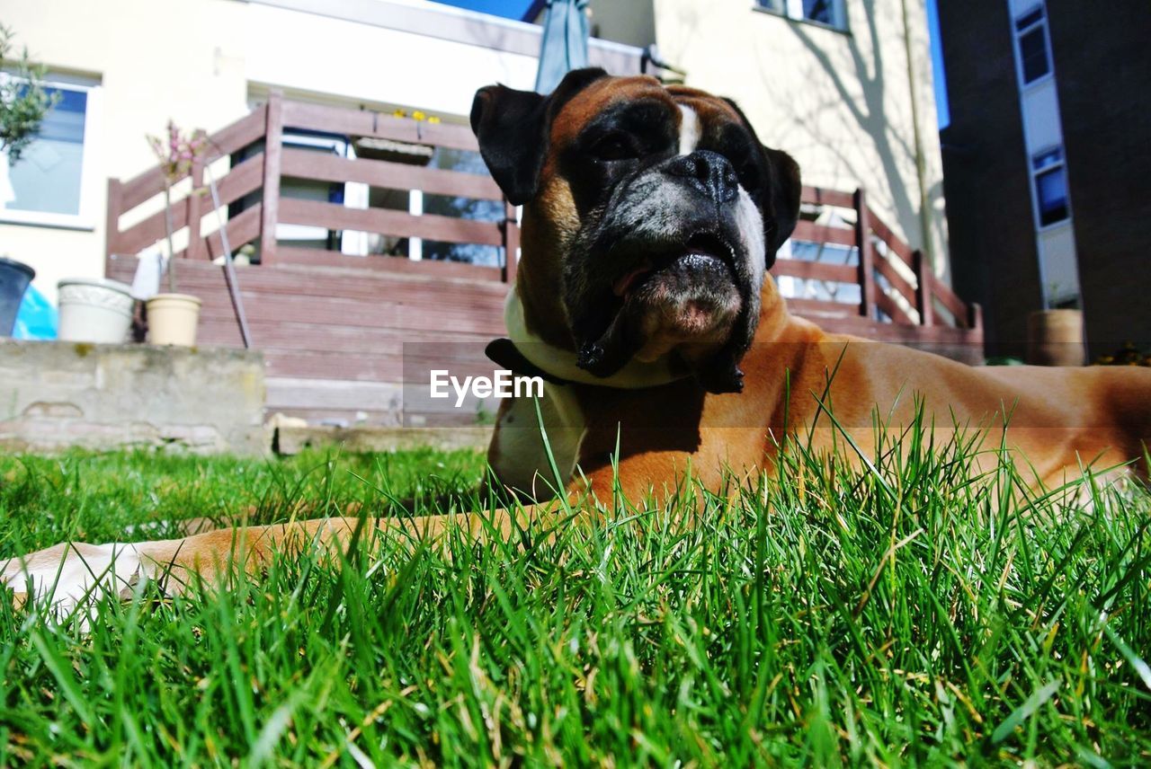 Close-up of a dog looking away